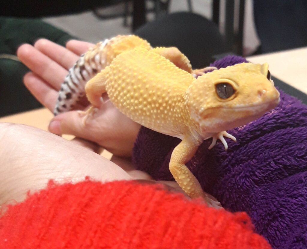 iguana amarilla